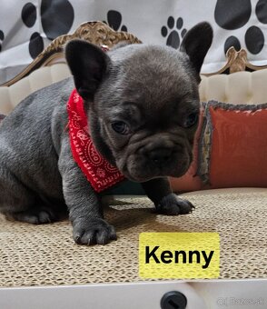 Francúzský buldoček - 2