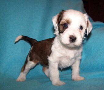 Tibetský teriér s PP - štěňata - 2