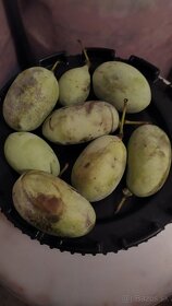Kontajnerované semenáče Asimina triloba - 2