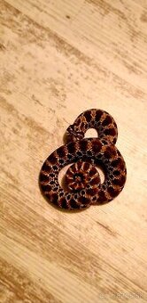 Had Heterodon Nacisus - 2