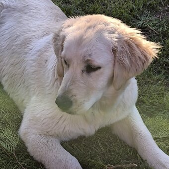 Zlatý retriever 5mes. steniatko nar.11.2024 - 2