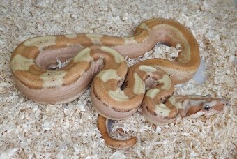 Boa imperator - Paradise Sunglow Aztec, Sunglow Motley - 2