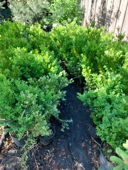Krušpán vždyzelený (Buxus sempervirens) - 2