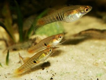 Živorodka pôvabná - Neoheterandria elegans - 2