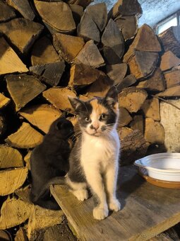 Darujeme mačiatka - 2