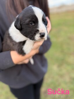 Stredoázijský ovčiak - 2