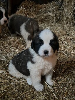 Moskovský strážny pes - 2