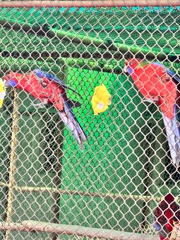 Predám pedantov - 2