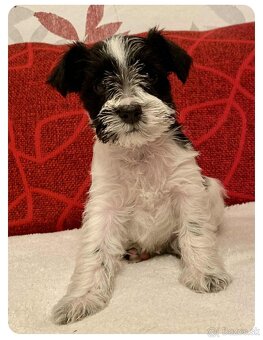 Americký parti knírač malý s PP - 2