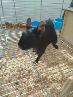 Osmak degu - 2