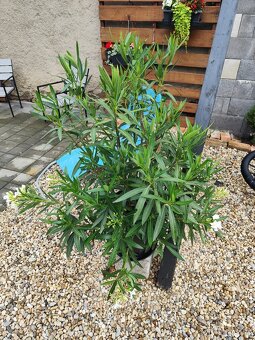 Oleander - 2