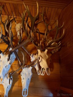 Poľovnícke trofeje - 2