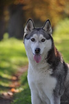 Šteniatka Husky s PP - 2