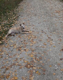 Americky Pitbulterier - 2