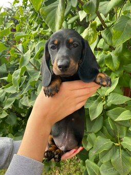 Jazvečík trpasličí s PP - 2