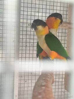 Amazónik čiernotemenný - mladý samec r. 2025 - 2