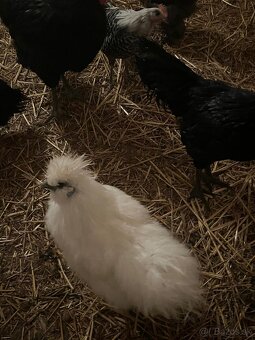 Predám kohútov - 2