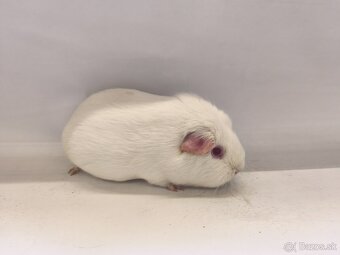 Morske prasiatka ,morča - 2