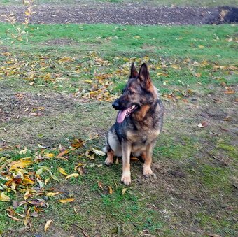 Nemecký Ovčiak fena - 2