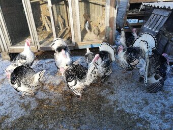 Predám moriakov - 2