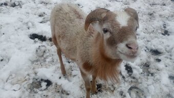 Predám kamerunskeho baranceka - 2