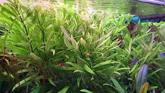 Rastliny do akvária - 2