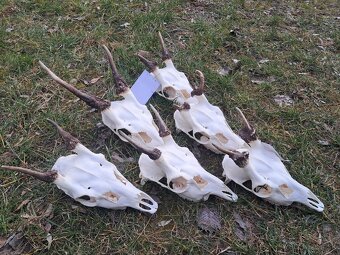 Trofeje danielov,  parohy, parozie - 2