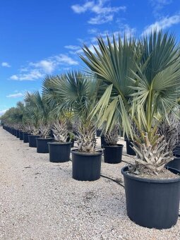 Stredomorské rastliny a palmy - 2