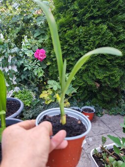 Nana atom, Pávia orchidea, ismena - 2