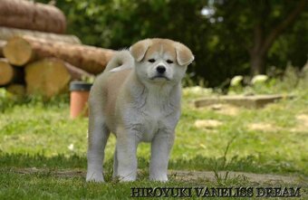 AKITA INU - 2