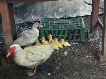 Predám Kačicu Pyžmovú + mladé a prípadne i káčera. - 2