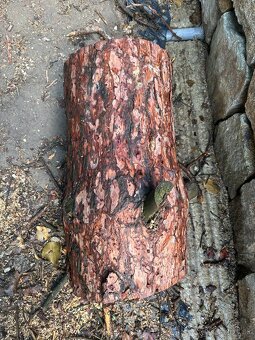 Darujem palivove drevo - 2