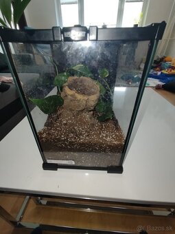 Predám P.Irminia s terarkom - 2