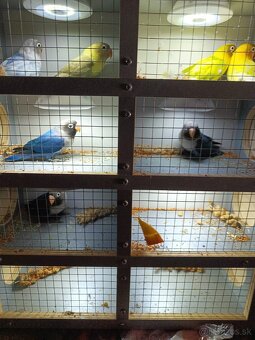Agapornis škraboškový - 2