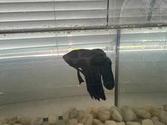 Rybicka bojovnica s akvariom - 2