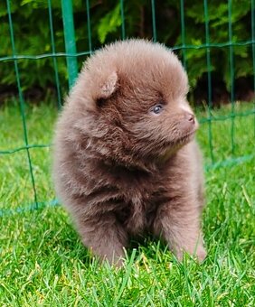 Pomeranian s PP - 2