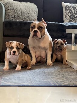 American Bully pocket - 2