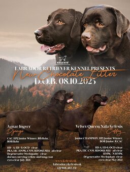 Labrador – čokoládové šteniatka s PP - 2