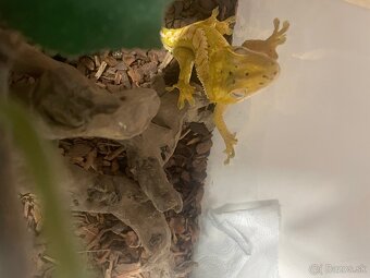 Pagekon riasnatý - 2