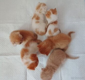 Exotické britské mačiatka - 2