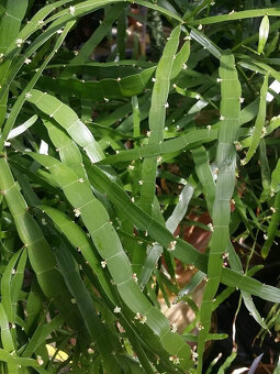 Homalocladium platycladum - 2