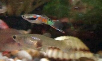 Predám živorodky Endlerky (Poecilia wingei) - 2