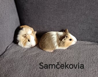 Morské prasiatka - 2