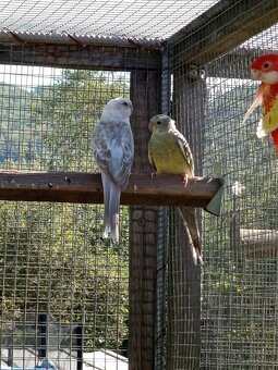 Papagáj spevavý - 2