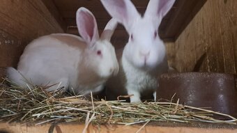 Predám samca Hyla - 2