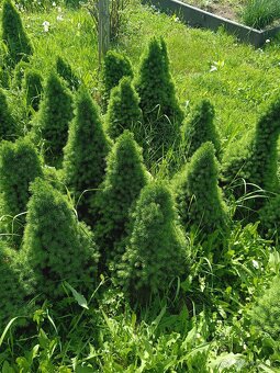 Okrasný stromček conica picea glauca - 2