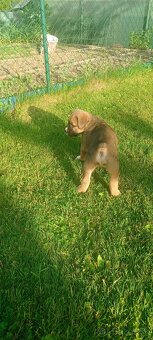 Nemecký boxer - 2