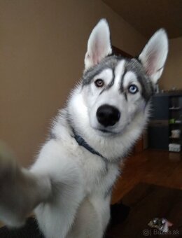 Darujeme Sibírskeho huskyho - 2