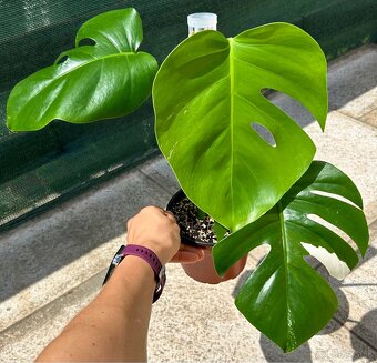 Monstera albo variegata revert - 2