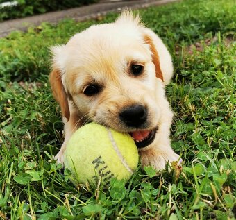 Zlatý retriever - 2